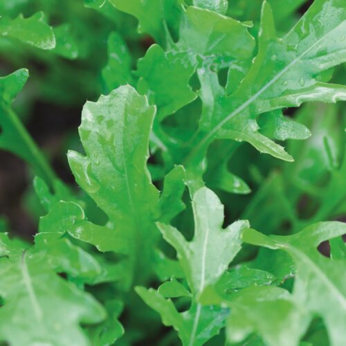 Produce spotlight: Wild rocket